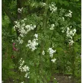 Baumschule Kletterrose Sanders White Rambler 30-60cm