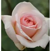 Kletterrose Penny Lane 30-60cm