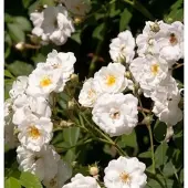 Baumschule Kletterrose Rambling Rector 30-60cm