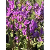 GRDplanten 6 x Dodecatheon Meadia - Meads Götterblume - Topf 9x9 cm