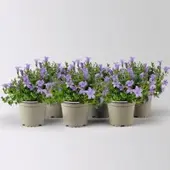 Pflanzen-Kölle Campanula 'Ambella Lavender', flieder, Topf-Ø 12 cm, 6 Pflanzen