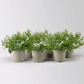 Pflanzen-Kölle Campanula 'Ambella White' weiß, Topf-Ø 12 cm, 6 Pflanzen