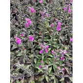 GRDplanten 6 x Digitalis purp. 'Panther' - Fingerhut - Topf 9x9 cm