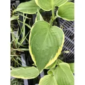 GRDplanten 6 x Hosta aureomarginata – Funkie - Topf 9 x 9 cm