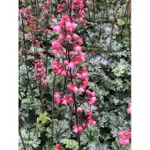 GRDplanten 6 x Heuchera hybr. 'Paris' - Purpurglöckchen - Topf 9x9 cm