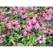 GRDplanten 6 x Echinacea Purpurea - Sonnenhut - Topf 9x9 cm