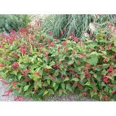 GRDplanten 6 x Persicaria amplexicaulis ‘Lisan’ - Kerzen-Knöterich - Topf 9x9 cm