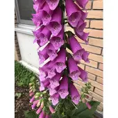 GRDplanten 6 x Digitalis purpurea - Fingerhut - Topf 9x9 cm