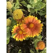GRDplanten 6 x Gaillardia 'Arizona Apricot' - Kokardenblume - Topf 9x9 cm