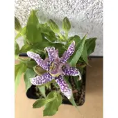 GRDplanten 6 x Tricyrtis hirta - Krötenlilie - Topf 9x9 cm