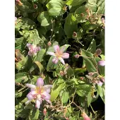 GRDplanten 6 x Tricyrtis hirta 'Tojen' - Krötenlilie - Topf 9x9 cm