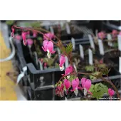GRDplanten 6 x Dicentra Spectabilis - Tränendes Herz - Topf 9x9 cm