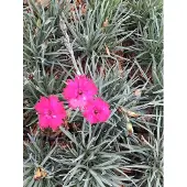 GRDplanten 6 x Dianthus grat. 'Badenia' – Pfingst-Nelke - Topf 9x9 cm