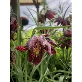 GRDplanten 6 x Fritillaria meleagris – Kaiserkronen - Topf 9x9 cm