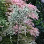 Die Nr-01.de Hochstamm Kleinblättrige Zwergmispel 80-100cm - Cotoneaster cochleatus