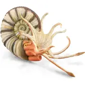 Collecta Pleuroceras Ammonitenfigur Xl Mehrfarbig 3-6 Years Mehrfarbig 3-6 Years