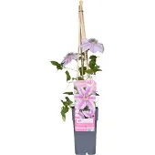 Everspring Clematis Nelly Moser – Zweifarbige Waldrebe – ↨65 cm – Ø15 cm