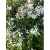 Brandless Choisya Ternata - Orangenblume 25-30 cm Container