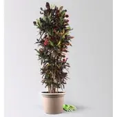 Pflanzen-Kölle Wunderstrauch 'Mammi', verzweigt, Topf-Ø 40, Höhe ca. 160 cm