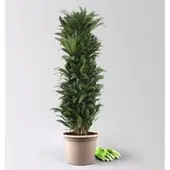 Pflanzen-Kölle Drachenbaum 'Compacta', Topf-Ø 30 cm, Höhe ca. 130 cm