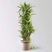 Pflanzen-Kölle Drachenbaum 'Lemon Lime', Topf-Ø 34 cm, Höhe ca. 170 cm
