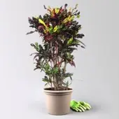 Pflanzen-Kölle Wunderstrauch 'Mammi', verzweigt, Topf-Ø 30, Höhe ca. 140 cm