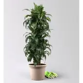 Pflanzen-Kölle Drachenbaum 'Dorado', Topf-Ø 30 cm, Höhe ca. 140 cm