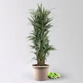 Pflanzen-Kölle Drachenbaum 'Warneckii', grün-weiß, Topf-Ø 30 cm, Höhe ca. 150 cm