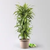 Pflanzen-Kölle Drachenbaum 'Lemon Lime', Topf-Ø 30 cm, Höhe ca. 150 cm