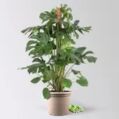 Pflanzen-Kölle Monstera, am Moosstab, Topf-Ø 34 cm, Höhe ca. 160 cm