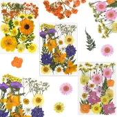 Unyqoos 66-teiliges Set getrocknete, gepresste Blüten – vakuumverpackte Trockenblumen für Basteln, Deko, Nageldesign und Schmuck