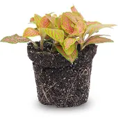 Urbanjngl Fittonia Orange - Pink - Ruby Lime - Mosaikpflanze