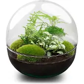Urbanjngl Diy Terrarium - Kuppel Xl - ↕ 30 Cm