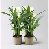 Pflanzen-Kölle Kurkuma Pflanze, weiß, Topf-Ø 14 cm, 2 Pflanzen