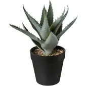 Gasper CREATIVE GREEN Aloe