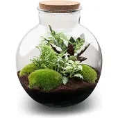 Urbanjngl Diy Terrarium - Bolder Bob - 30 Cm