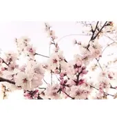 A.S. Création Vliestapete "Blüten-Tapete Kirschblüte Rosa Weiß Florale" matt glatt