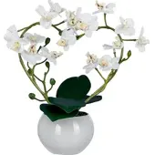 Gasper CREATIVE GREEN Phalaenopsis in Herzbogen