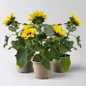 Pflanzen-Kölle Sonnenblume 'Sunsation' ,gelb, verzweigt, Topf-Ø 13 cm, 3 Pflanzen
