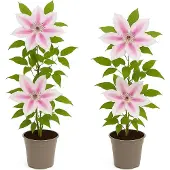 Exotenherz Kletterpflanzen - Clematis Nelly Moser - 2er Set - 11cm Topf