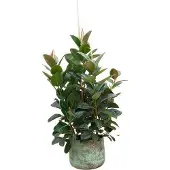 Oasis of Life XXL Gummibaum Ficus Robusta 150cm Ø38cm Zimmerpflanze Grünpflanze Topfpflanze