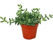 Exotenherz Gurke – Delosperma echinatum – 12-cm-Topf