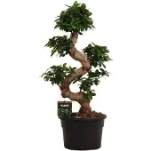 Oasis of Life Chinesische Feige Ficus Microcarpa Ginseng 80-110cm Ø23cm Terrarium Bonsai Deko