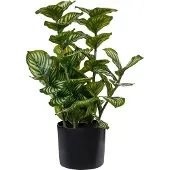 Beliani Orbifolia