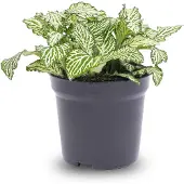 Urbanjngl Fittonia White - White Tiger - Mosaikpflanze