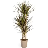 Exotenherz Dracaena Marginata Magenta 21cm Topf - Höhe 110-130cm
