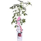 Everspring Chinesische Jungfernrebe - Ø15cm - ↕65cm