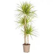 Exotenherz Drachenbaum - Dracaena marginata "Sunray" - Sonnenstrahl - 130-150cm hoch