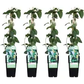 Everspring Japanisches Geißblatt 'Halliana' 4x - ↨65cm - Ø15