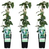 Everspring Japanisches Geißblatt 'Halliana' 3x - 65cm - Ø15